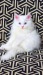 Persian Cat Blue Eyes